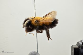 Media type: image;   Entomology 786063 Aspect: habitus lateral view